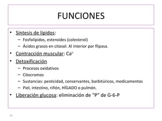 29
FUNCIONES
• Síntesis de lípidos:
– Fosfolípidos, esteroides (colesterol)
– Ácidos grasos en citosol. Al interior por flipasa.
• Contracción muscular: Ca2+
• Detoxificación
– Procesos oxidativos
– Citocromos
– Sustancias: pesticidad, conservantes, barbitúricos, medicamentos
– Piel, intestino, riñón, HÍGADO o pulmón.
• Liberación glucosa: eliminación de “P” de G-6-P
 