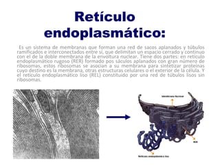 Retículo
endoplasmático:
Es un sistema de membranas que forman una red de sacos aplanados y túbulos
ramificados e interconectados entre sí, que delimitan un espacio cerrado y continuo
con el de la doble membrana de la envoltura nuclear. Tiene dos partes: en retículo
endoplasmático rugoso (RER) formado pos sáculos aplanados con gran número de
ribosomas, estos ribosomas se asocian a su membrana para sintetizar proteínas
cuyo destino es la membrana, otras estructuras celulares o el exterior de la célula. Y
el retículo endoplasmático liso (REL) constituido por una red de túbulos lisos sin
ribosomas.
 