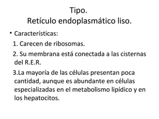 • Características:
1. Carecen de ribosomas.
2. Su membrana está conectada a las cisternas
del R.E.R.
3.La mayoría de las células presentan poca
cantidad, aunque es abundante en células
especializadas en el metabolismo lipídico y en
los hepatocitos.
Tipo.
Retículo endoplasmático liso.
 