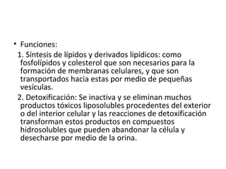 • Funciones:
1. Síntesis de lípidos y derivados lipídicos: como
fosfolípidos y colesterol que son necesarios para la
formación de membranas celulares, y que son
transportados hacia estas por medio de pequeñas
vesículas.
2. Detoxificación: Se inactiva y se eliminan muchos
productos tóxicos liposolubles procedentes del exterior
o del interior celular y las reacciones de detoxificación
transforman estos productos en compuestos
hidrosolubles que pueden abandonar la célula y
desecharse por medio de la orina.
 