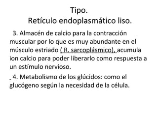 3. Almacén de calcio para la contracción
muscular por lo que es muy abundante en el
músculo estriado ( R. sarcoplásmico), acumula
ion calcio para poder liberarlo como respuesta a
un estímulo nervioso.
4. Metabolismo de los glúcidos: como el
glucógeno según la necesidad de la célula.
Tipo.
Retículo endoplasmático liso.
 