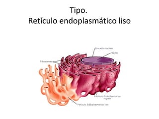 Tipo.
Retículo endoplasmático liso
 
