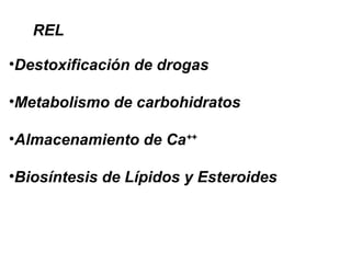 REL
•Destoxificación de drogas
•Metabolismo de carbohidratos
•Almacenamiento de Ca++
•Biosíntesis de Lípidos y Esteroides
 