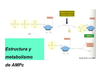 Estructura y
metabolismo
de AMPc
Becker,W.M. y col. 2000
Adenil ciclasa
forma activa
AMPc
 