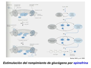 Estimulación del rompimiento de glucógeno por epinefrina
Becker,W.M. y col. 2000
 