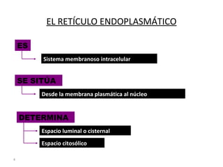 4
EL RETÍCULO ENDOPLASMÁTICO
ES
Sistema membranoso intracelular
SE SITÚA
Desde la membrana plasmática al núcleo
DETERMINA
Espacio luminal o cisternal
Espacio citosólico
 