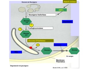 Glucosa 6-fosfatasa
Granulo de Glucógeno
Glucógeno fosforilasa
Fosfoglucomutasa
REL
Glucosa
6-P
Glucosa
1-P
Glucosa
Membrana
Plasmática
P
P
P
Permeasa
Degradación de glucógeno
Becker,W.M. y col. 2000
En sangre
Glucosa
AMPc
Adenil ciclasa
hepatocito
 