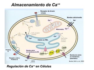 Almacenamiento de Ca++
Regulación de Ca++
en Células
Becker,W.M. y col. 2000
Ca 2+ ATP
Ca 2+
Receptor de tirosin
cinasa
Bomba calcio/sodio
Na+
Ca2+
ADP
ATP
Ca 2+
Calcio en REL
Ca2+
Ca2+
Ca2+
Mitocondria Ca 2+
Bomba calcio
en membrana de RE
ADP
Bomba de calcio
en membrana
plasmática
Proteína
G
Receptor unido a
Proteína G
calcio
 