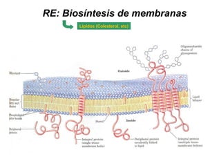 RE: Biosíntesis de membranas
Lípidos (Colesterol, etc)
 