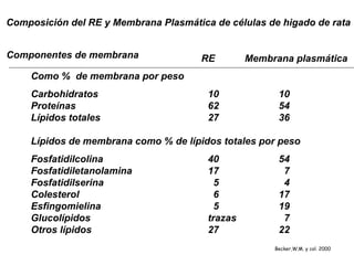 Becker,W.M. y col. 2000
Composición del RE y Membrana Plasmática de células de higado de rata
Componentes de membrana RE Membrana plasmática
Como % de membrana por peso
Carbohidratos 10 10
Proteínas 62 54
Lípidos totales 27 36
Lípidos de membrana como % de lípidos totales por peso
Fosfatidilcolina 40 54
Fosfatidiletanolamina 17 7
Fosfatidilserina 5 4
Colesterol 6 17
Esfingomielina 5 19
Glucolípidos trazas 7
Otros lípidos 27 22
 