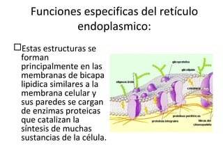 Funciones especificas del retículo
endoplasmico:
Estas estructuras se
forman
principalmente en las
membranas de bicapa
lipidica similares a la
membrana celular y
sus paredes se cargan
de enzimas proteicas
que catalizan la
síntesis de muchas
sustancias de la célula.
 