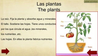 volver al índice
                                 Las plantas
                                 The plants
La raíz. Fija la planta y absorbe agua y minerales.

El tallo. Sostiene las hojas. Tiene unos conductos

por los que circula el agua ,los minerales,

los nutrientes ,etc.

Las hojas. En ellas la planta fabrica nutrientes.




                                                            10/23/2012
 