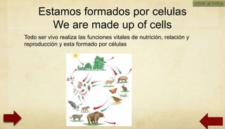volver al índice

     Estamos formados por celulas
        We are made up of cells
Todo ser vivo realiza las funciones vitales de nutrición, relación y
reproducción y esta formado por células




                                                                             10/23/2012
 