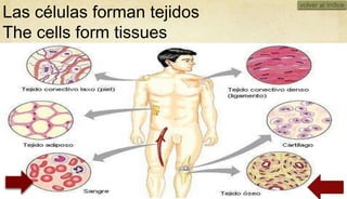volver al índice
Las células forman tejidos
The cells form tissues




                                   01/10/2012
 