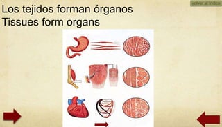 volver al índice
Los tejidos forman órganos
Tissues form organs




                                   01/10/2012
 