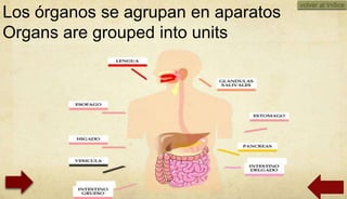 volver al índice
Los órganos se agrupan en aparatos
Organs are grouped into units




                                           01/10/2012
 