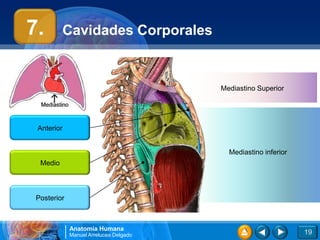 Anatomía Humana
Manuel Arrelucea Delgado
Cavidades Corporales
19
Posterior
Mediastino Superior
Mediastino inferior
Medio
Anterior
7.
 