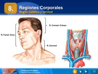 Anatomía Humana
Manuel Arrelucea Delgado
Regiones Corporales
Región Cefálica y cervical
21
8.
R. Facial: Cara
R. Craneal: Cráneo
R. Cervical
 