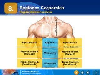 Anatomía Humana
Manuel Arrelucea Delgado
Hipocondrio D.
Regiones Corporales
Región abdominopélvica
22
Hipocondrio I.
Epigastrio
Región Lumbar D.
(Flanco D.)
Región Lumbar I.
(Flanco I.)
Mesogastrio
Región Inguinal D.
(Fosa Iliaca D.)
Región Inguinal I.
(Fosa Iliaca I.)
Hipogastrio
8.
Línea
Medioclavicular
Línea Subcostal
Línea transiliaca
 