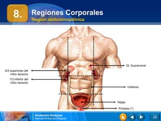 Anatomía Humana
Manuel Arrelucea Delgado
Regiones Corporales
Región abdominopélvica
25
8.
2/3 superiores del
riñón derecho
1/3 inferior del
riñón derecho
Uréteres
Gl. Suprarrenal
Próstata (*)
Vejiga
 