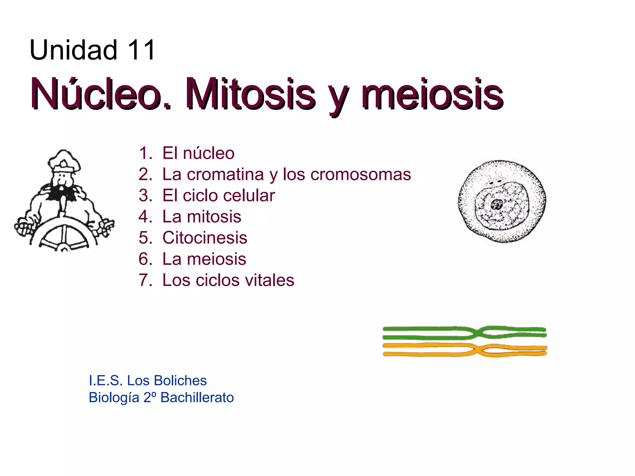Unidad 11

Núcleo. Mitosis y meiosis
1.
2.
3.
4.
5.
6.
7.

El núcleo
La cromatina y los cromosomas
El ciclo celular
La mitosis
Citocinesis
La meiosis
Los ciclos vitales

I.E.S. Los Boliches
Biología 2º Bachillerato

 