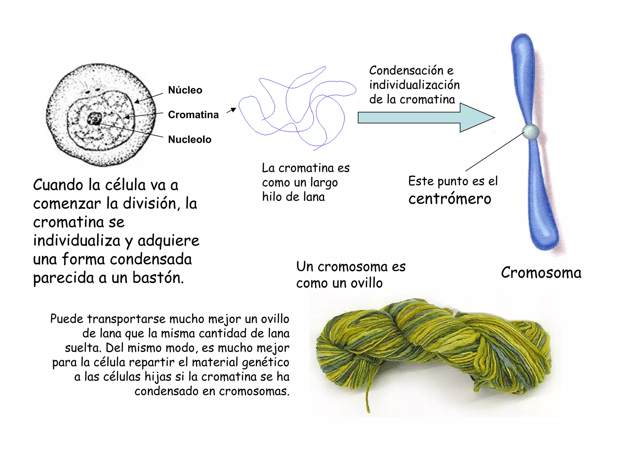 Condensación e
individualización
de la cromatina

Núcleo
Cromatina
Nucleolo

Cuando la célula va a
comenzar la división, la
cromatina se
individualiza y adquiere
una forma condensada
parecida a un bastón.

La cromatina es
como un largo
hilo de lana

Puede transportarse mucho mejor un ovillo
de lana que la misma cantidad de lana
suelta. Del mismo modo, es mucho mejor
para la célula repartir el material genético
a las células hijas si la cromatina se ha
condensado en cromosomas.

Un cromosoma es
como un ovillo

Este punto es el

centrómero

Cromosoma

 