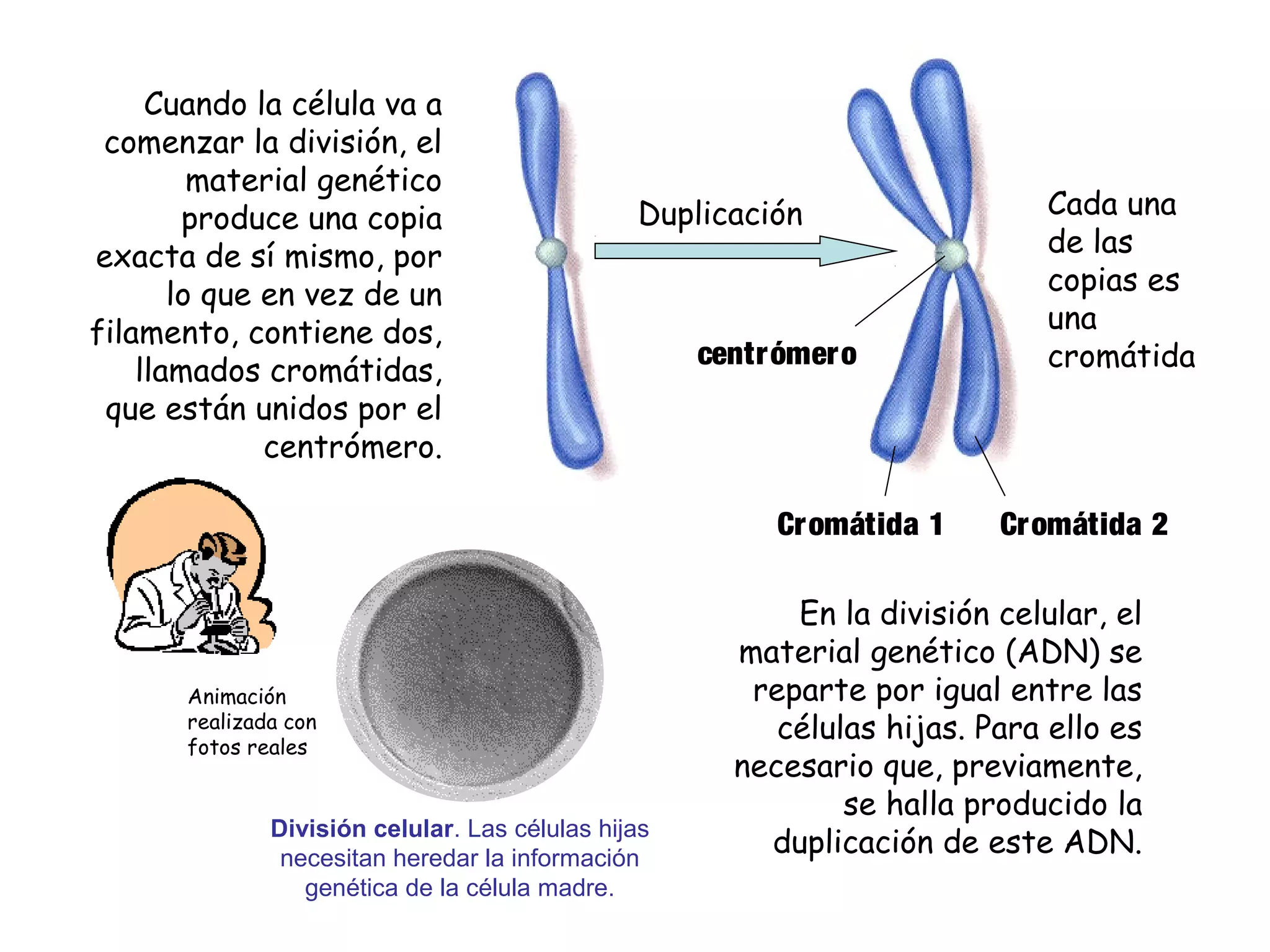 Cuando la célula va a
comenzar la división, el
material genético
produce una copia
exacta de sí mismo, por
lo que en vez de un
filamento, contiene dos,
llamados cromátidas,
que están unidos por el
centrómero.

Duplicación

centrómero

Cromátida 1

Animación
realizada con
fotos reales

División celular. Las células hijas
necesitan heredar la información
genética de la célula madre.

Cada una
de las
copias es
una
cromátida

Cromátida 2

En la división celular, el
material genético (ADN) se
reparte por igual entre las
células hijas. Para ello es
necesario que, previamente,
se halla producido la
duplicación de este ADN.

 