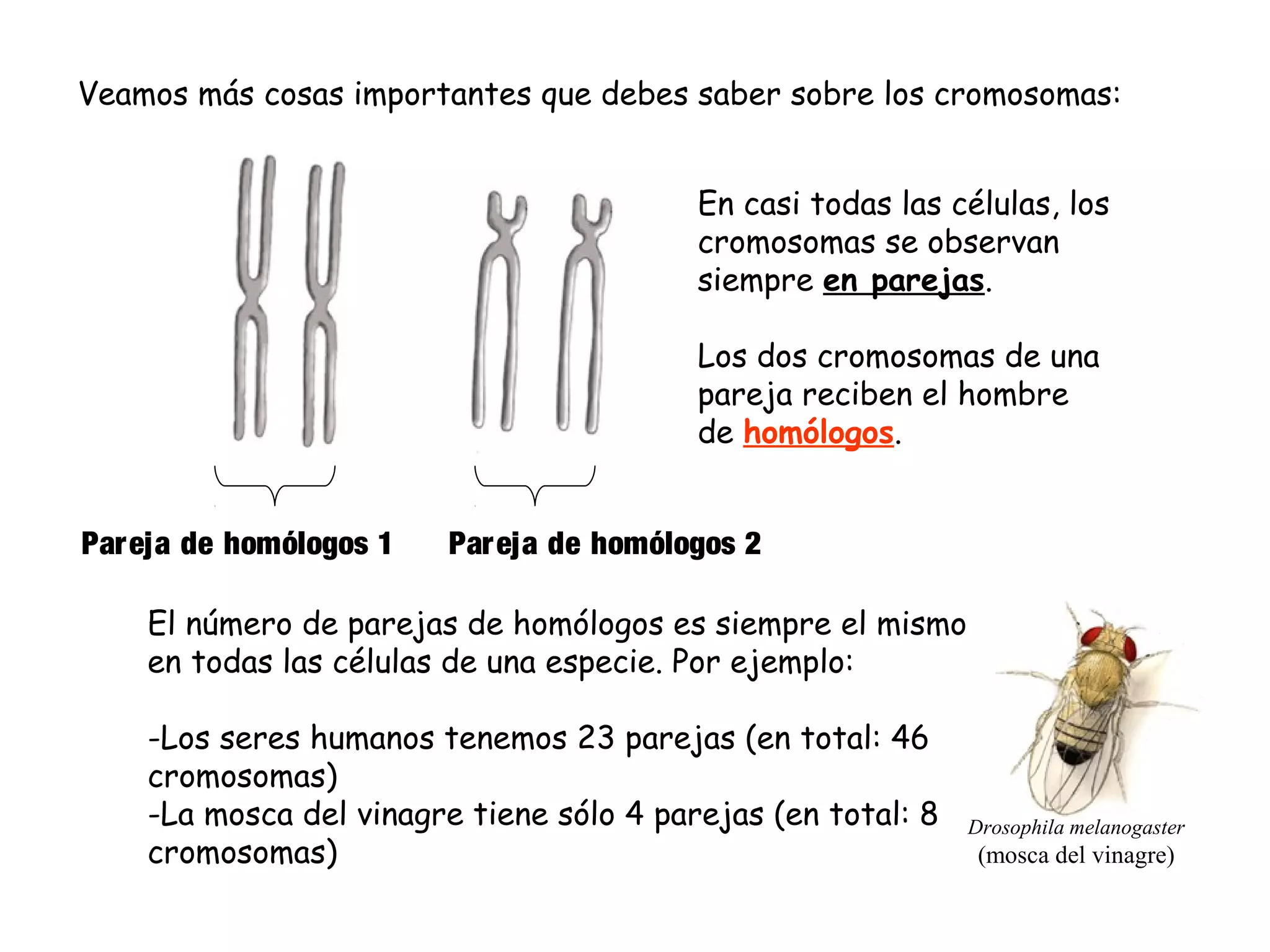 Veamos más cosas importantes que debes saber sobre los cromosomas:
En casi todas las células, los
cromosomas se observan
siempre en parejas.
Los dos cromosomas de una
pareja reciben el hombre
de homólogos.
Pareja de homólogos 1

Par eja de homólogos 2

El número de parejas de homólogos es siempre el mismo
en todas las células de una especie. Por ejemplo:
-Los seres humanos tenemos 23 parejas (en total: 46
cromosomas)
-La mosca del vinagre tiene sólo 4 parejas (en total: 8
cromosomas)

Drosophila melanogaster

(mosca del vinagre)

 