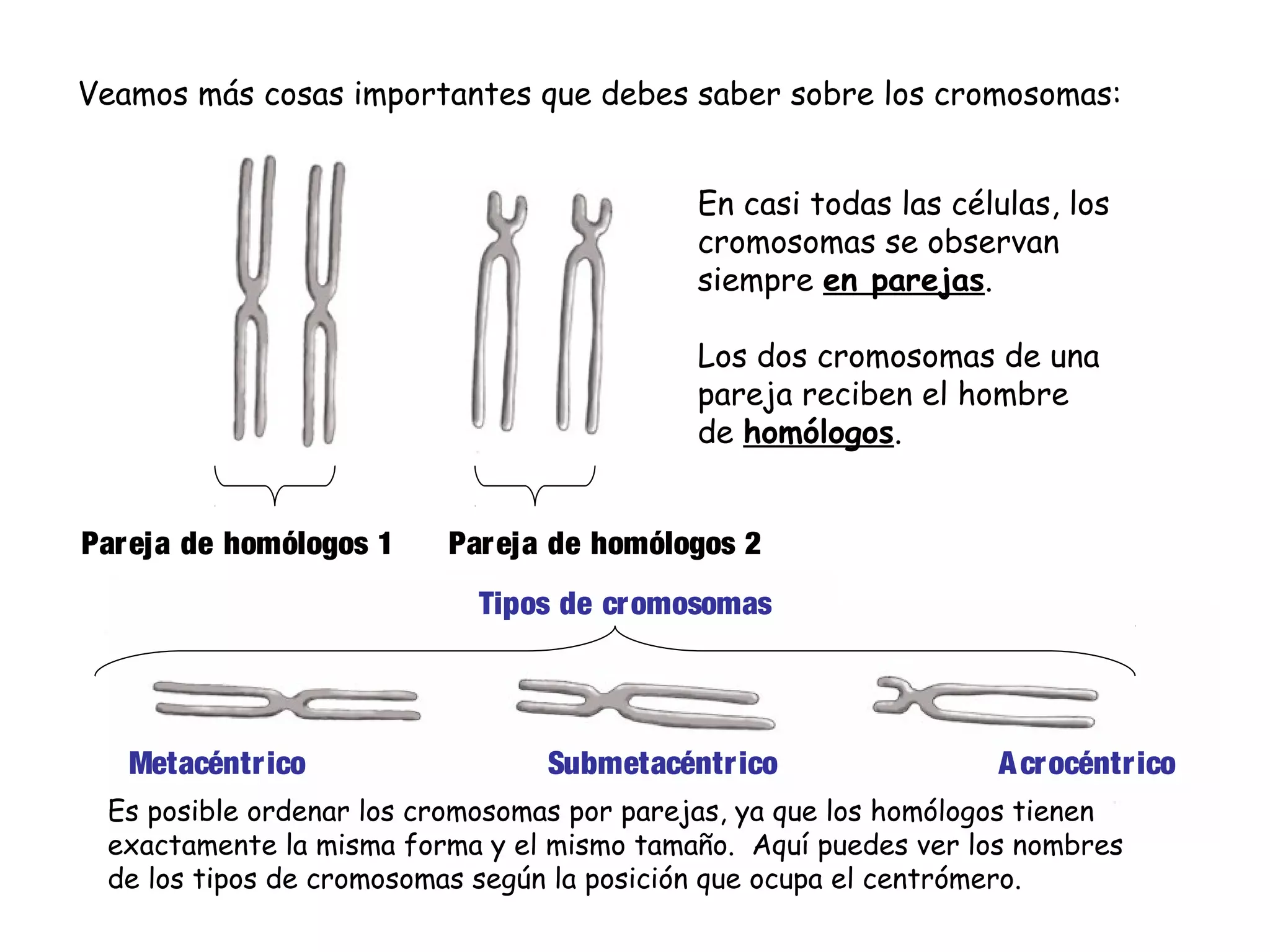 Veamos más cosas importantes que debes saber sobre los cromosomas:
En casi todas las células, los
cromosomas se observan
siempre en parejas.
Los dos cromosomas de una
pareja reciben el hombre
de homólogos.
Pareja de homólogos 1

Par eja de homólogos 2
Tipos de cromosomas

Metacéntr ico

Submetacéntr ico

A crocéntrico

Es posible ordenar los cromosomas por parejas, ya que los homólogos tienen
exactamente la misma forma y el mismo tamaño. Aquí puedes ver los nombres
de los tipos de cromosomas según la posición que ocupa el centrómero.

 
