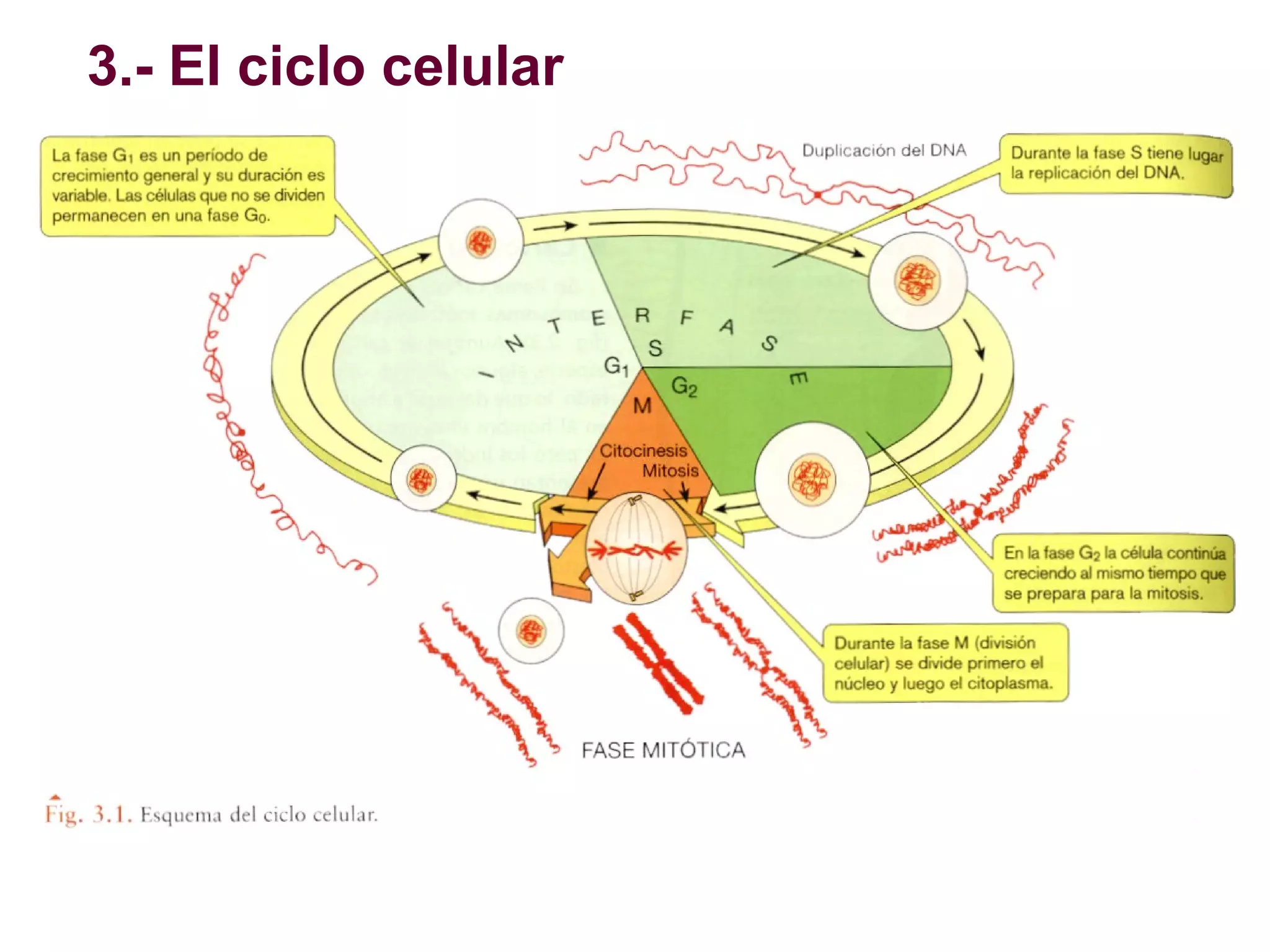 3.- El ciclo celular

 