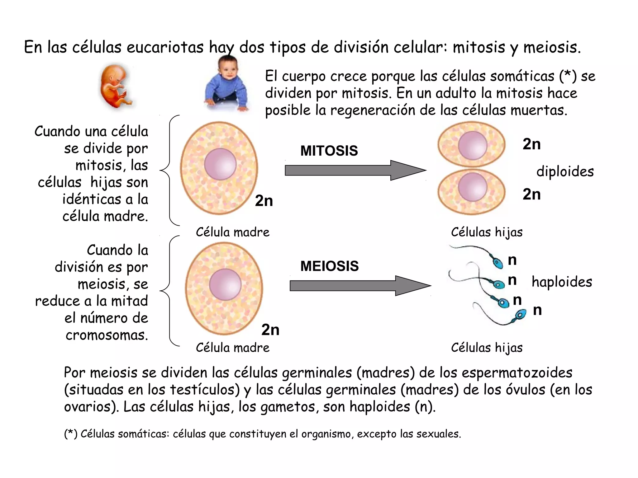 En las células eucariotas hay dos tipos de división celular: mitosis y meiosis.
El cuerpo crece porque las células somáticas (*) se
dividen por mitosis. En un adulto la mitosis hace
posible la regeneración de las células muertas.
Cuando una célula
se divide por
mitosis, las
células hijas son
idénticas a la
célula madre.
Cuando la
división es por
meiosis, se
reduce a la mitad
el número de
cromosomas.

2n

MITOSIS

diploides

2n

2n
Célula madre

Células hijas

n
n haploides
n
n

MEIOSIS

2n

Célula madre

Células hijas

Por meiosis se dividen las células germinales (madres) de los espermatozoides
(situadas en los testículos) y las células germinales (madres) de los óvulos (en los
ovarios). Las células hijas, los gametos, son haploides (n).
(*) Células somáticas: células que constituyen el organismo, excepto las sexuales.

 