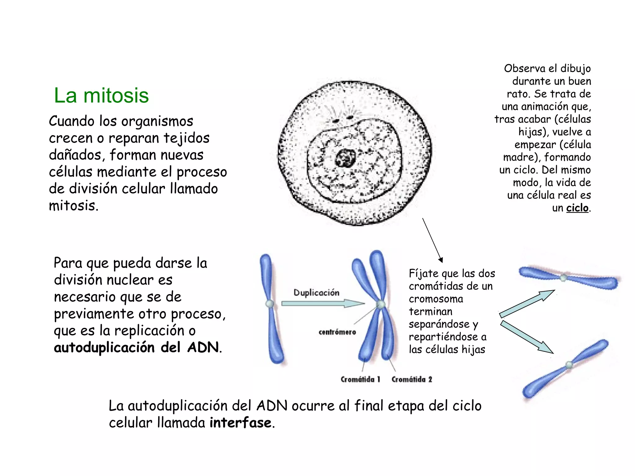 Observa el dibujo
durante un buen
rato. Se trata de
una animación que,
tras acabar (células
hijas), vuelve a
empezar (célula
madre), formando
un ciclo. Del mismo
modo, la vida de
una célula real es
un ciclo.

La mitosis
Cuando los organismos
crecen o reparan tejidos
dañados, forman nuevas
células mediante el proceso
de división celular llamado
mitosis.

Para que pueda darse la
división nuclear es
necesario que se de
previamente otro proceso,
que es la replicación o
autoduplicación del ADN.

Fíjate que las dos
cromátidas de un
cromosoma
terminan
separándose y
repartiéndose a
las células hijas

La autoduplicación del ADN ocurre al final etapa del ciclo
celular llamada interfase.

 