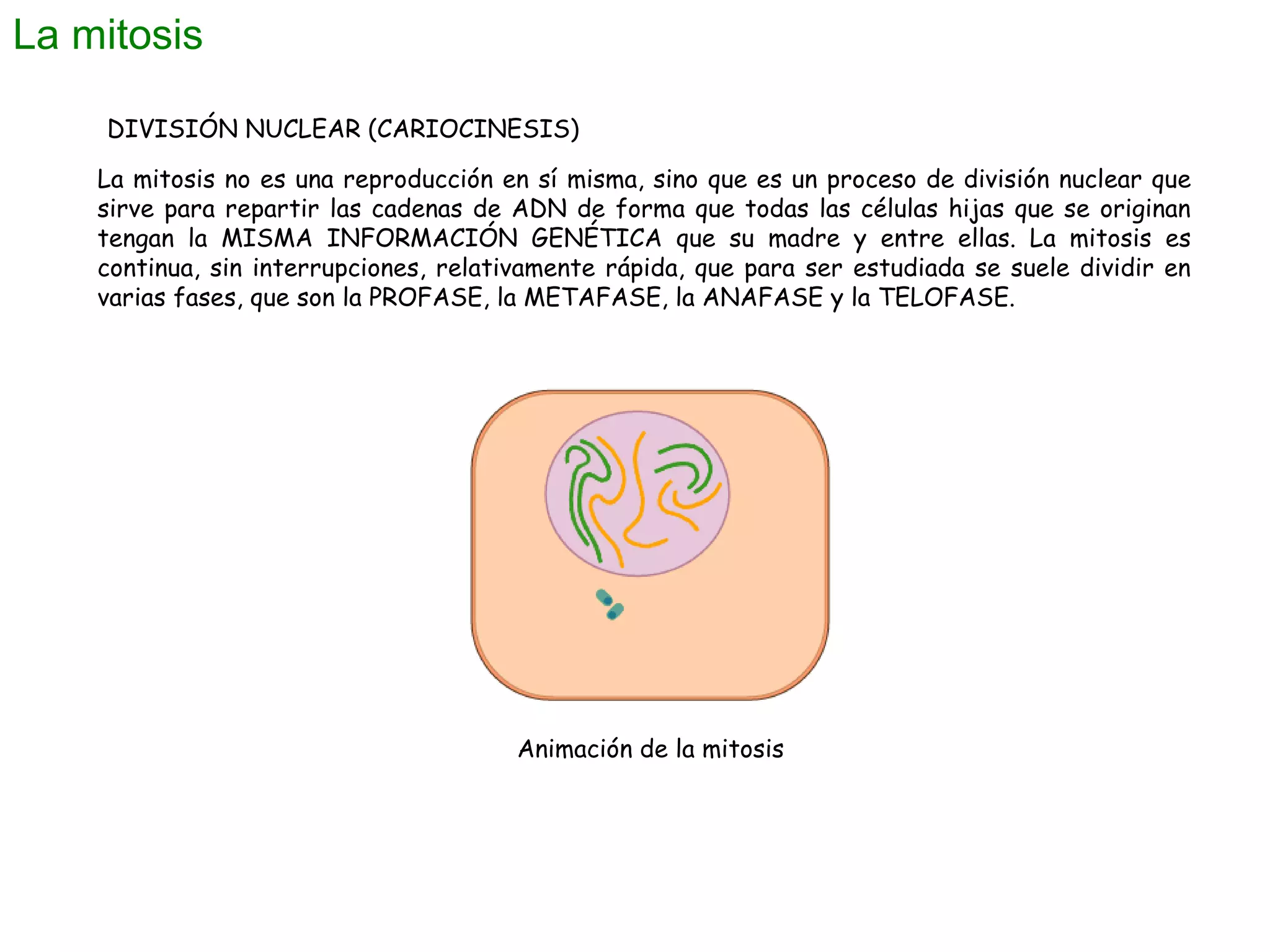 La mitosis
DIVISIÓN NUCLEAR (CARIOCINESIS)
La mitosis no es una reproducción en sí misma, sino que es un proceso de división nuclear que
sirve para repartir las cadenas de ADN de forma que todas las células hijas que se originan
tengan la MISMA INFORMACIÓN GENÉTICA que su madre y entre ellas. La mitosis es
continua, sin interrupciones, relativamente rápida, que para ser estudiada se suele dividir en
varias fases, que son la PROFASE, la METAFASE, la ANAFASE y la TELOFASE.

Animación de la mitosis

 