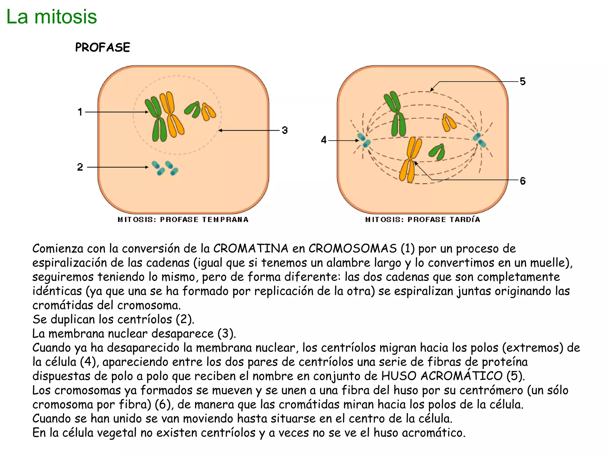 La mitosis
PROFASE

Comienza con la conversión de la CROMATINA en CROMOSOMAS (1) por un proceso de
espiralización de las cadenas (igual que si tenemos un alambre largo y lo convertimos en un muelle),
seguiremos teniendo lo mismo, pero de forma diferente: las dos cadenas que son completamente
idénticas (ya que una se ha formado por replicación de la otra) se espiralizan juntas originando las
cromátidas del cromosoma.
Se duplican los centríolos (2).
La membrana nuclear desaparece (3).
Cuando ya ha desaparecido la membrana nuclear, los centríolos migran hacia los polos (extremos) de
la célula (4), apareciendo entre los dos pares de centríolos una serie de fibras de proteína
dispuestas de polo a polo que reciben el nombre en conjunto de HUSO ACROMÁTICO (5).
Los cromosomas ya formados se mueven y se unen a una fibra del huso por su centrómero (un sólo
cromosoma por fibra) (6), de manera que las cromátidas miran hacia los polos de la célula.
Cuando se han unido se van moviendo hasta situarse en el centro de la célula.
En la célula vegetal no existen centríolos y a veces no se ve el huso acromático.

 