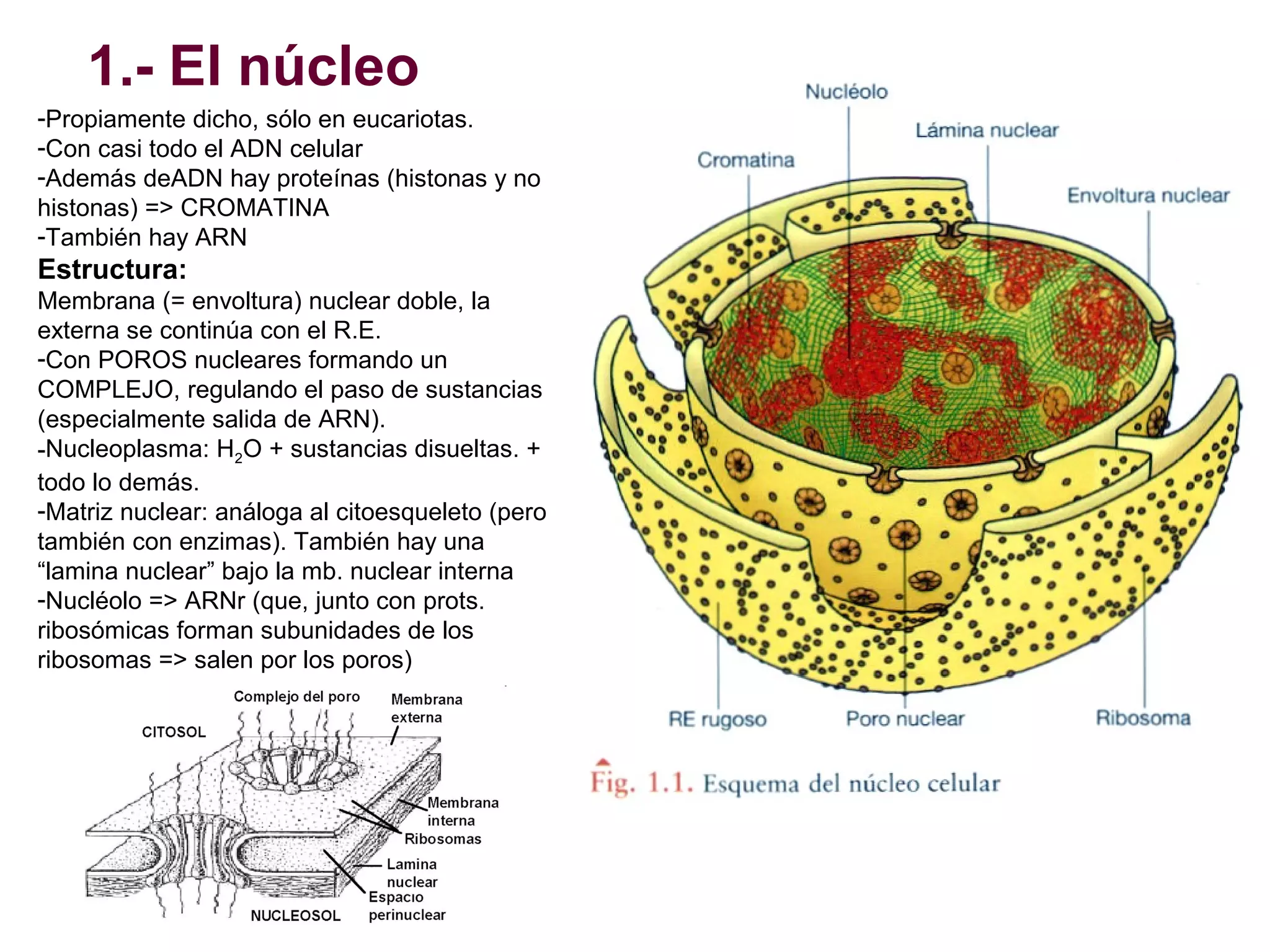 1.- El núcleo
-Propiamente dicho, sólo en eucariotas.
-Con casi todo el ADN celular
-Además deADN hay proteínas (histonas y no
histonas) => CROMATINA
-También hay ARN

Estructura:
Membrana (= envoltura) nuclear doble, la
externa se continúa con el R.E.
-Con POROS nucleares formando un
COMPLEJO, regulando el paso de sustancias
(especialmente salida de ARN).
-Nucleoplasma: H2O + sustancias disueltas. +
todo lo demás.
-Matriz nuclear: análoga al citoesqueleto (pero
también con enzimas). También hay una
“lamina nuclear” bajo la mb. nuclear interna
-Nucléolo => ARNr (que, junto con prots.
ribosómicas forman subunidades de los
ribosomas => salen por los poros)

 