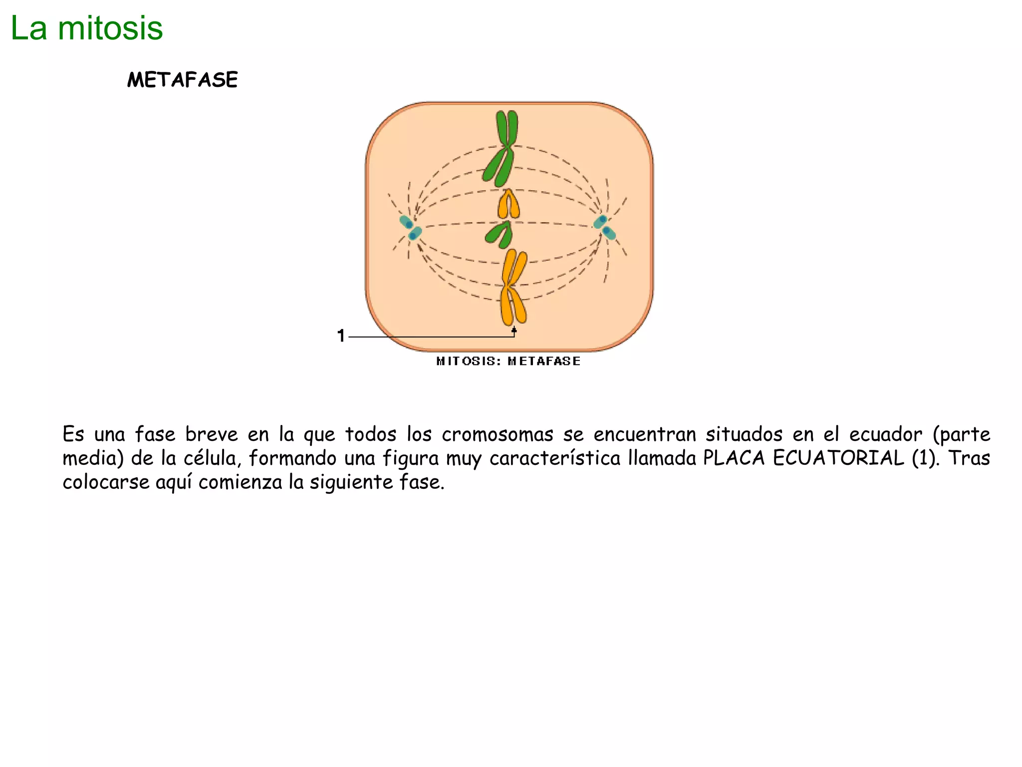 La mitosis
METAFASE

Es una fase breve en la que todos los cromosomas se encuentran situados en el ecuador (parte
media) de la célula, formando una figura muy característica llamada PLACA ECUATORIAL (1). Tras
colocarse aquí comienza la siguiente fase.

 