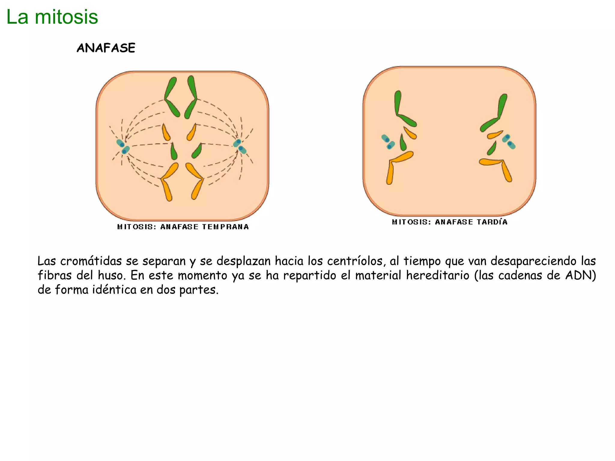 La mitosis
ANAFASE

Las cromátidas se separan y se desplazan hacia los centríolos, al tiempo que van desapareciendo las
fibras del huso. En este momento ya se ha repartido el material hereditario (las cadenas de ADN)
de forma idéntica en dos partes.

 
