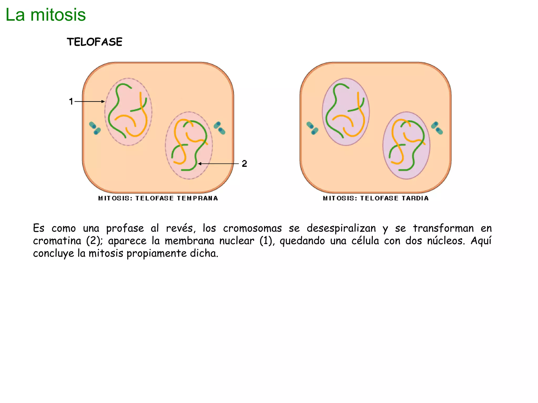 La mitosis
TELOFASE

Es como una profase al revés, los cromosomas se desespiralizan y se transforman en
cromatina (2); aparece la membrana nuclear (1), quedando una célula con dos núcleos. Aquí
concluye la mitosis propiamente dicha.

 