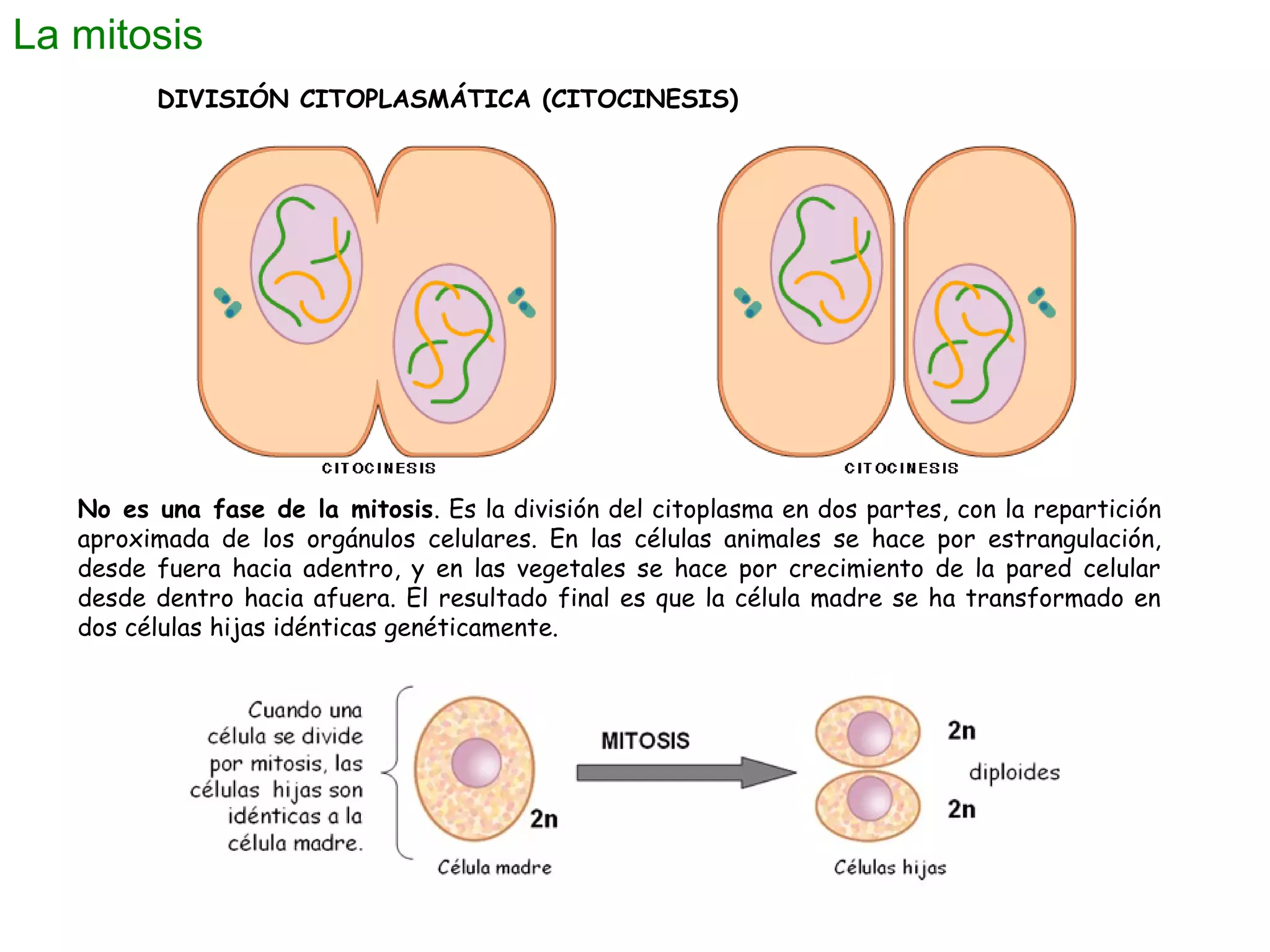 La mitosis
DIVISIÓN CITOPLASMÁTICA (CITOCINESIS)

No es una fase de la mitosis. Es la división del citoplasma en dos partes, con la repartición
aproximada de los orgánulos celulares. En las células animales se hace por estrangulación,
desde fuera hacia adentro, y en las vegetales se hace por crecimiento de la pared celular
desde dentro hacia afuera. El resultado final es que la célula madre se ha transformado en
dos células hijas idénticas genéticamente.

 
