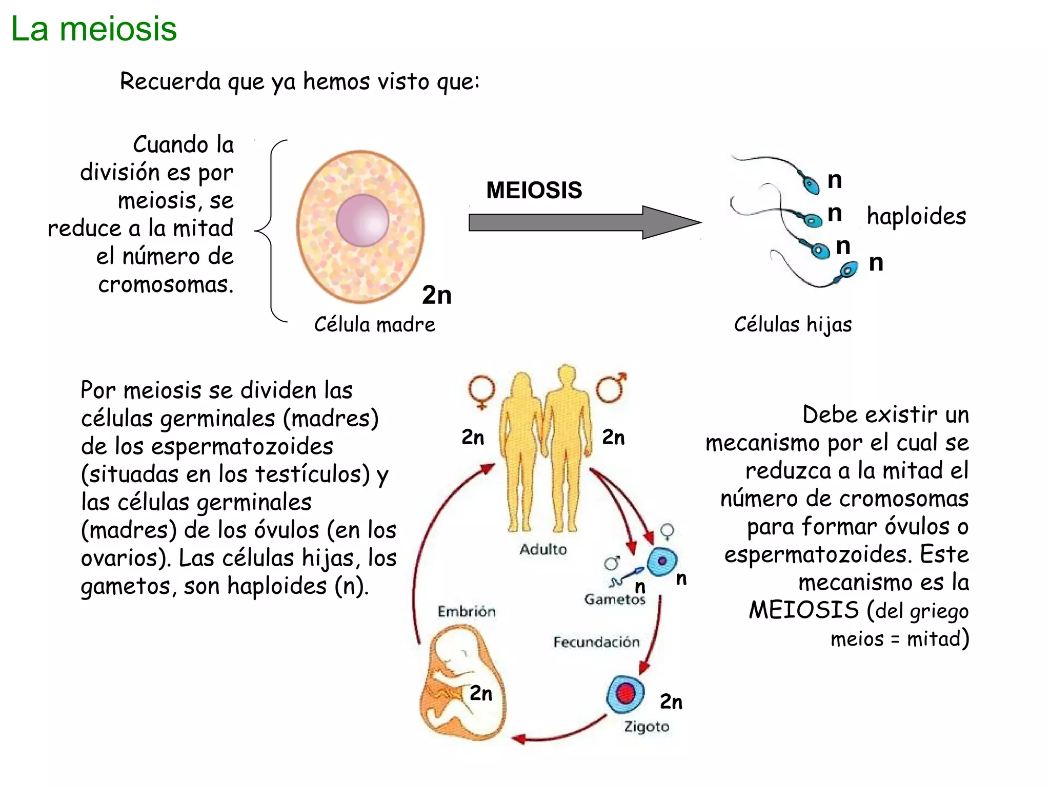 La meiosis
Recuerda que ya hemos visto que:
Cuando la
división es por
meiosis, se
reduce a la mitad
el número de
cromosomas.

n
n haploides
n
n

MEIOSIS

2n

Célula madre

Por meiosis se dividen las
células germinales (madres)
de los espermatozoides
(situadas en los testículos) y
las células germinales
(madres) de los óvulos (en los
ovarios). Las células hijas, los
gametos, son haploides (n).

Células hijas

2n

2n

n

2n

Debe existir un
mecanismo por el cual se
reduzca a la mitad el
número de cromosomas
para formar óvulos o
espermatozoides. Este
n
mecanismo es la
MEIOSIS (del griego
meios = mitad)
2n

 