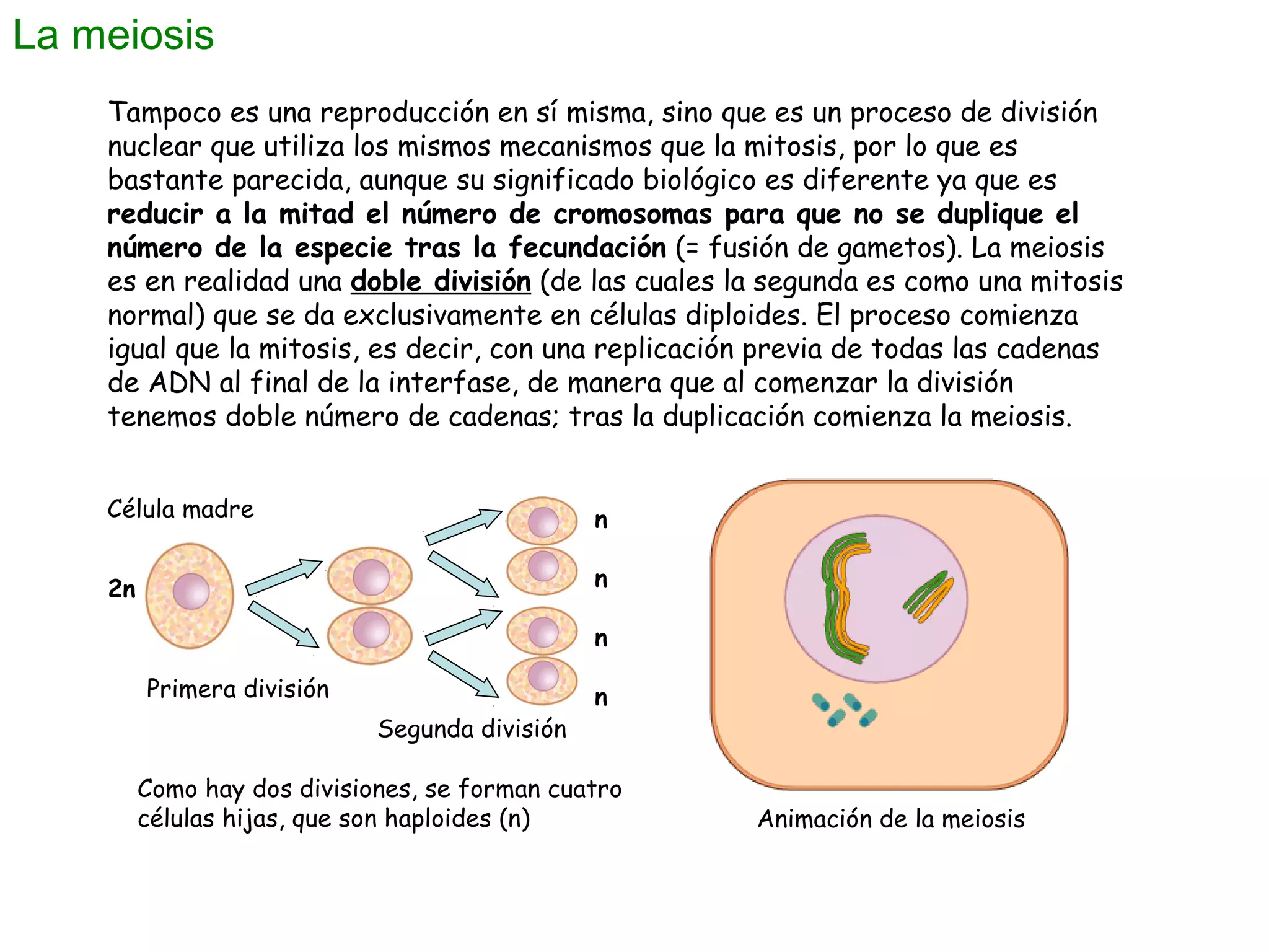 La meiosis
Tampoco es una reproducción en sí misma, sino que es un proceso de división
nuclear que utiliza los mismos mecanismos que la mitosis, por lo que es
bastante parecida, aunque su significado biológico es diferente ya que es
reducir a la mitad el número de cromosomas para que no se duplique el
número de la especie tras la fecundación (= fusión de gametos). La meiosis
es en realidad una doble división (de las cuales la segunda es como una mitosis
normal) que se da exclusivamente en células diploides. El proceso comienza
igual que la mitosis, es decir, con una replicación previa de todas las cadenas
de ADN al final de la interfase, de manera que al comenzar la división
tenemos doble número de cadenas; tras la duplicación comienza la meiosis.
Célula madre

n

2n

n
n
Primera división
Segunda división

n

Como hay dos divisiones, se forman cuatro
células hijas, que son haploides (n)

Animación de la meiosis

 