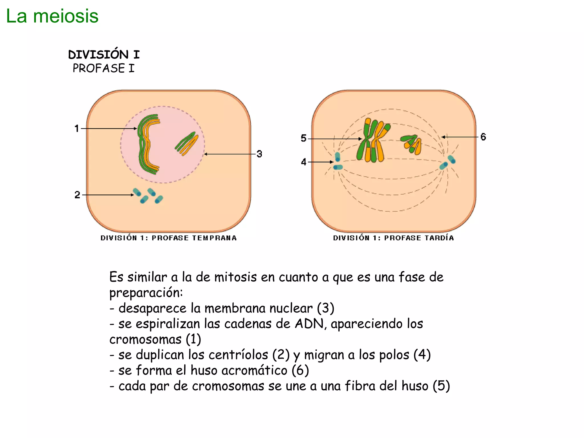 La meiosis
DIVISIÓN I
PROFASE I

Es similar a la de mitosis en cuanto a que es una fase de
preparación:
- desaparece la membrana nuclear (3)
- se espiralizan las cadenas de ADN, apareciendo los
cromosomas (1)
- se duplican los centríolos (2) y migran a los polos (4)
- se forma el huso acromático (6)
- cada par de cromosomas se une a una fibra del huso (5) 

 