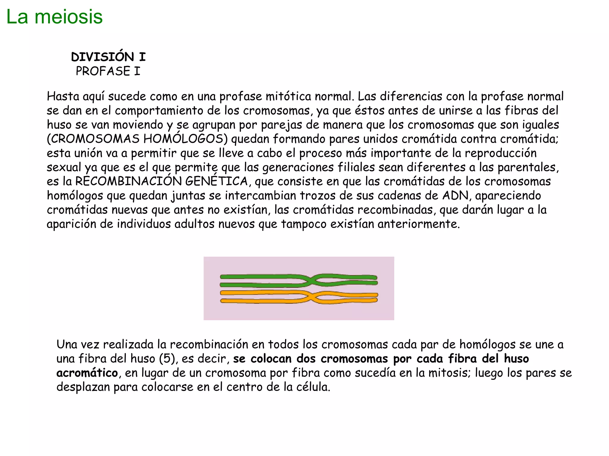 La meiosis
DIVISIÓN I
PROFASE I
Hasta aquí sucede como en una profase mitótica normal. Las diferencias con la profase normal
se dan en el comportamiento de los cromosomas, ya que éstos antes de unirse a las fibras del
huso se van moviendo y se agrupan por parejas de manera que los cromosomas que son iguales
(CROMOSOMAS HOMÓLOGOS) quedan formando pares unidos cromátida contra cromátida;
esta unión va a permitir que se lleve a cabo el proceso más importante de la reproducción
sexual ya que es el que permite que las generaciones filiales sean diferentes a las parentales,
es la RECOMBINACIÓN GENÉTICA, que consiste en que las cromátidas de los cromosomas
homólogos que quedan juntas se intercambian trozos de sus cadenas de ADN, apareciendo
cromátidas nuevas que antes no existían, las cromátidas recombinadas, que darán lugar a la
aparición de individuos adultos nuevos que tampoco existían anteriormente.

Una vez realizada la recombinación en todos los cromosomas cada par de homólogos se une a
una fibra del huso (5), es decir, se colocan dos cromosomas por cada fibra del huso
acromático, en lugar de un cromosoma por fibra como sucedía en la mitosis; luego los pares se
desplazan para colocarse en el centro de la célula.

 