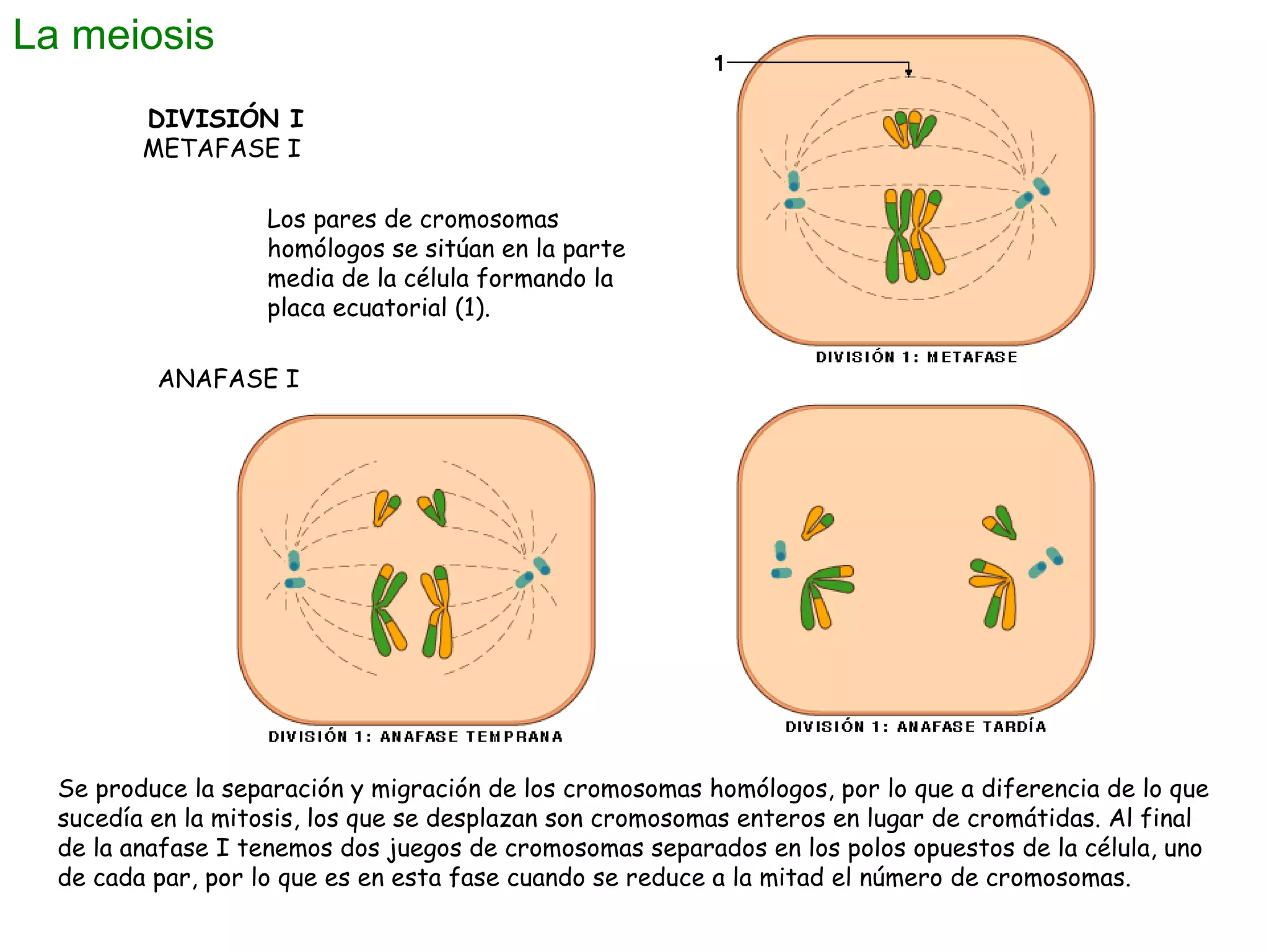 La meiosis
DIVISIÓN I
METAFASE I
Los pares de cromosomas
homólogos se sitúan en la parte
media de la célula formando la
placa ecuatorial (1).
ANAFASE I

Se produce la separación y migración de los cromosomas homólogos, por lo que a diferencia de lo que
sucedía en la mitosis, los que se desplazan son cromosomas enteros en lugar de cromátidas. Al final
de la anafase I tenemos dos juegos de cromosomas separados en los polos opuestos de la célula, uno
de cada par, por lo que es en esta fase cuando se reduce a la mitad el número de cromosomas.

 