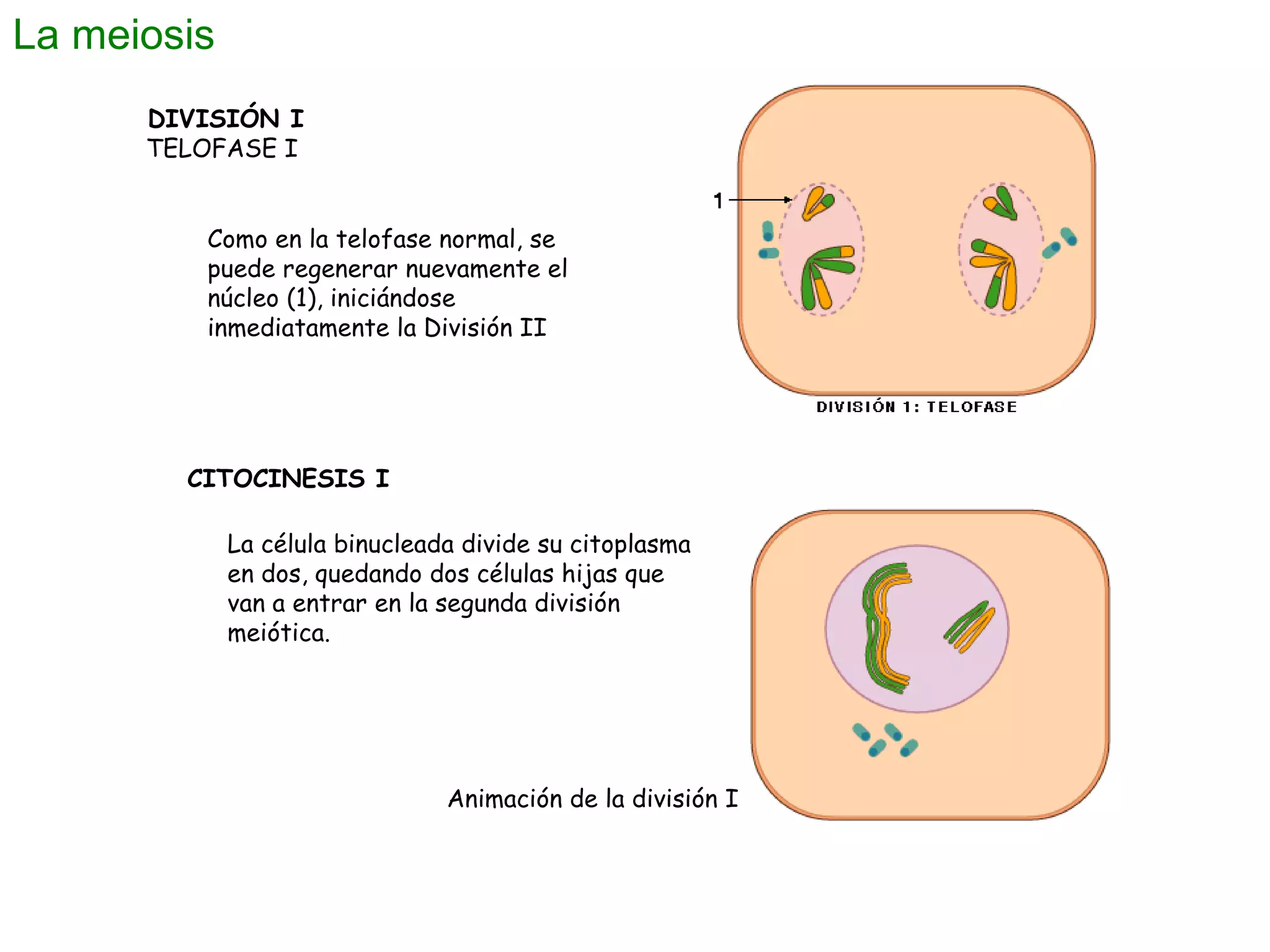 La meiosis
DIVISIÓN I
TELOFASE I
Como en la telofase normal, se
puede regenerar nuevamente el
núcleo (1), iniciándose
inmediatamente la División II

CITOCINESIS I
La célula binucleada divide su citoplasma
en dos, quedando dos células hijas que
van a entrar en la segunda división
meiótica.

Animación de la división I

 