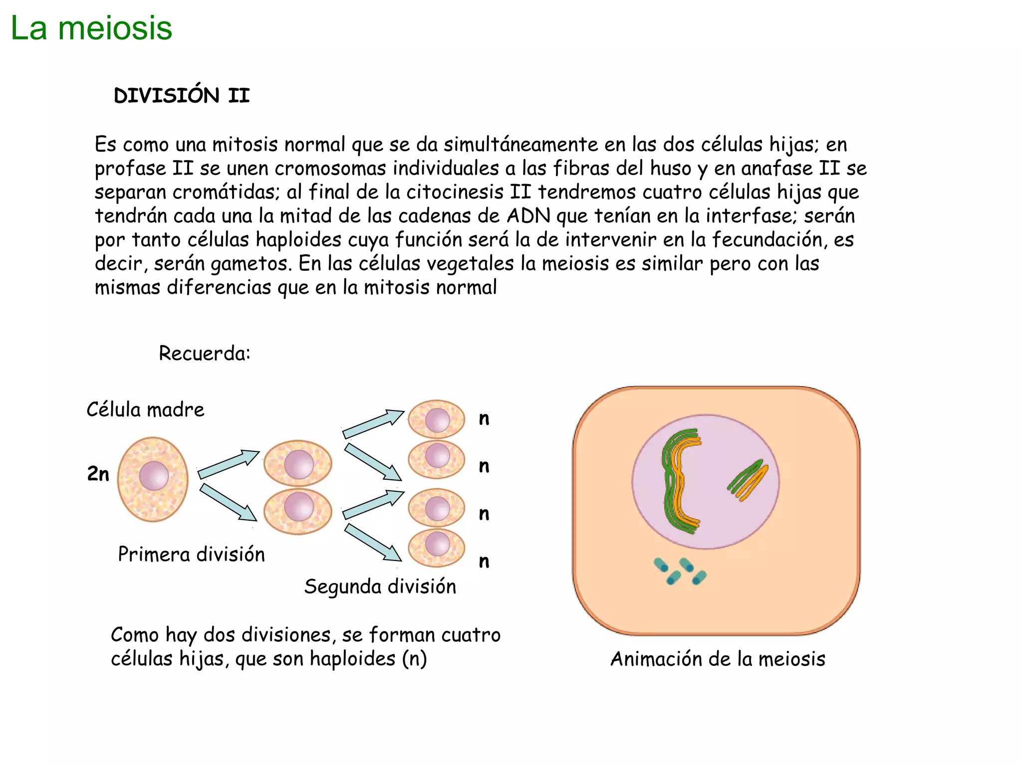 La meiosis
DIVISIÓN II
Es como una mitosis normal que se da simultáneamente en las dos células hijas; en
profase II se unen cromosomas individuales a las fibras del huso y en anafase II se
separan cromátidas; al final de la citocinesis II tendremos cuatro células hijas que
tendrán cada una la mitad de las cadenas de ADN que tenían en la interfase; serán
por tanto células haploides cuya función será la de intervenir en la fecundación, es
decir, serán gametos. En las células vegetales la meiosis es similar pero con las
mismas diferencias que en la mitosis normal
Recuerda:
Célula madre

n

2n

n
n
Primera división
Segunda división

n

Como hay dos divisiones, se forman cuatro
células hijas, que son haploides (n)

Animación de la meiosis

 
