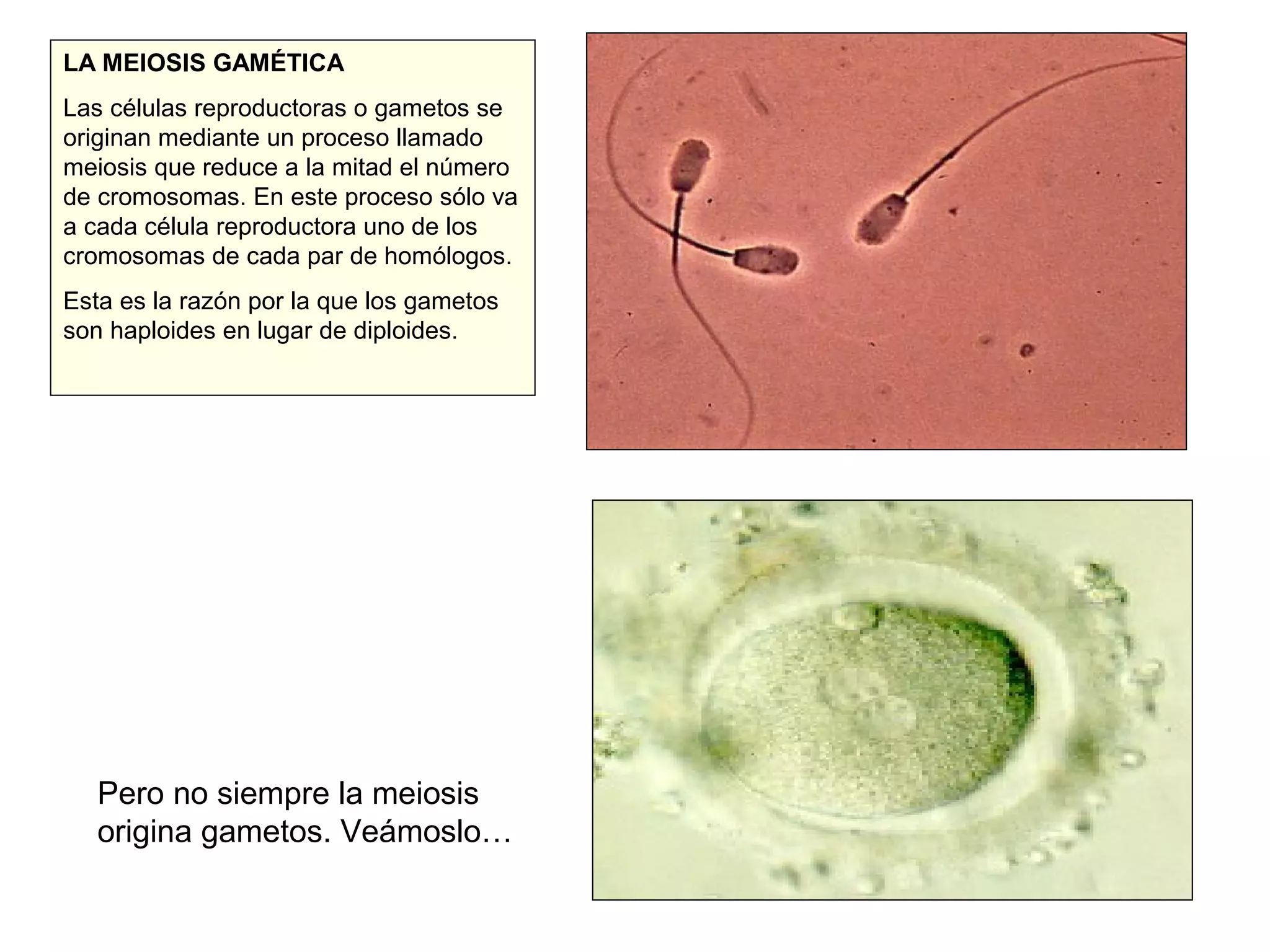 LA MEIOSIS GAMÉTICA
Las células reproductoras o gametos se
originan mediante un proceso llamado
meiosis que reduce a la mitad el número
de cromosomas. En este proceso sólo va
a cada célula reproductora uno de los
cromosomas de cada par de homólogos.
Esta es la razón por la que los gametos
son haploides en lugar de diploides.

Pero no siempre la meiosis
origina gametos. Veámoslo…

 