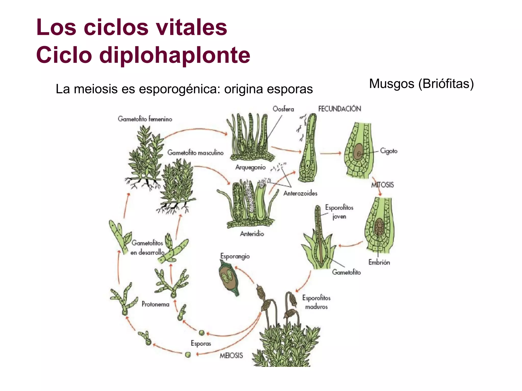 Los ciclos vitales
Ciclo diplohaplonte
La meiosis es esporogénica: origina esporas

Musgos (Briófitas)

 
