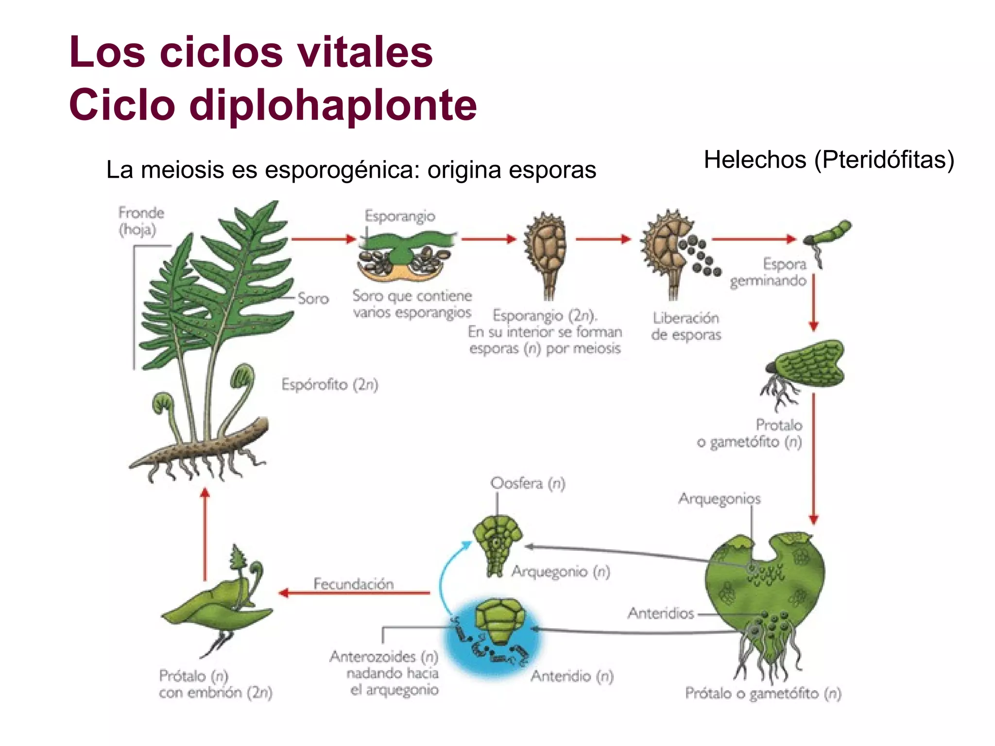 Los ciclos vitales
Ciclo diplohaplonte
La meiosis es esporogénica: origina esporas

Helechos (Pteridófitas)

 