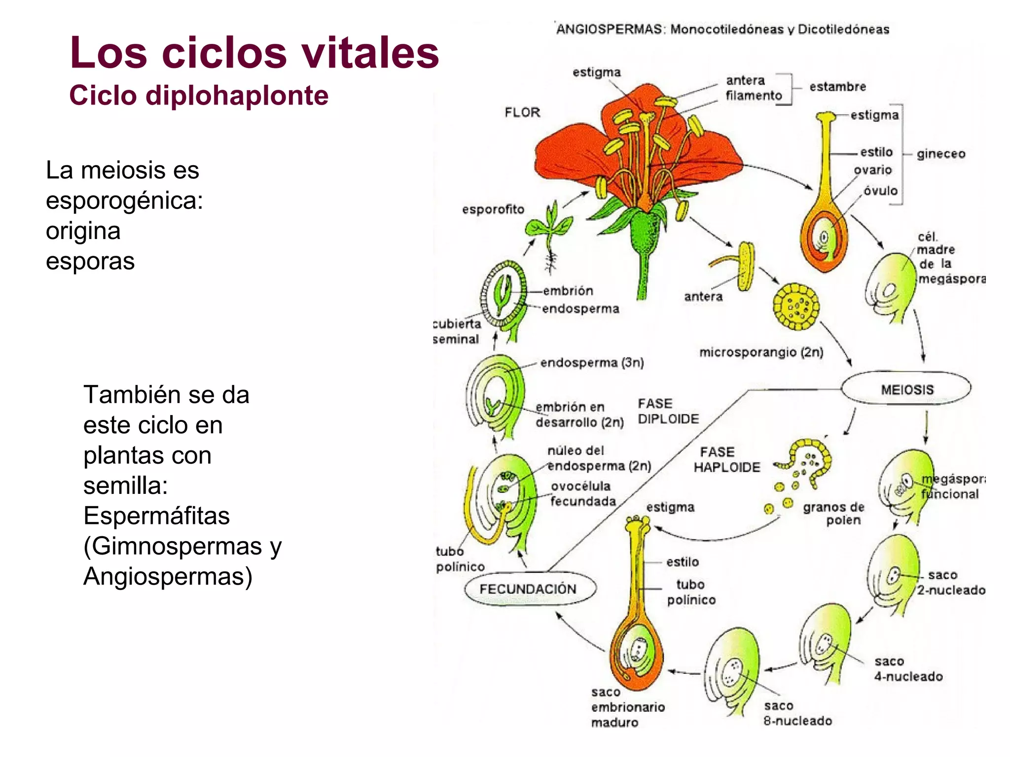 Los ciclos vitales
Ciclo diplohaplonte
La meiosis es
esporogénica:
origina
esporas

También se da
este ciclo en
plantas con
semilla:
Espermáfitas
(Gimnospermas y
Angiospermas)

 